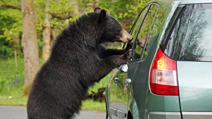 Bear sighting reported in Clemmons, town officials say