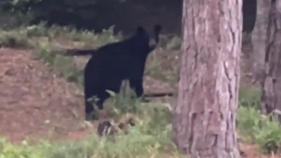 Black bear spotted in Pine Knoll Shores. (Photo courtesy: James Jones)