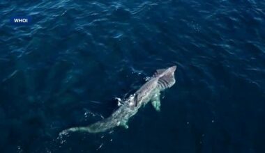 New research may help endangered basking sharks