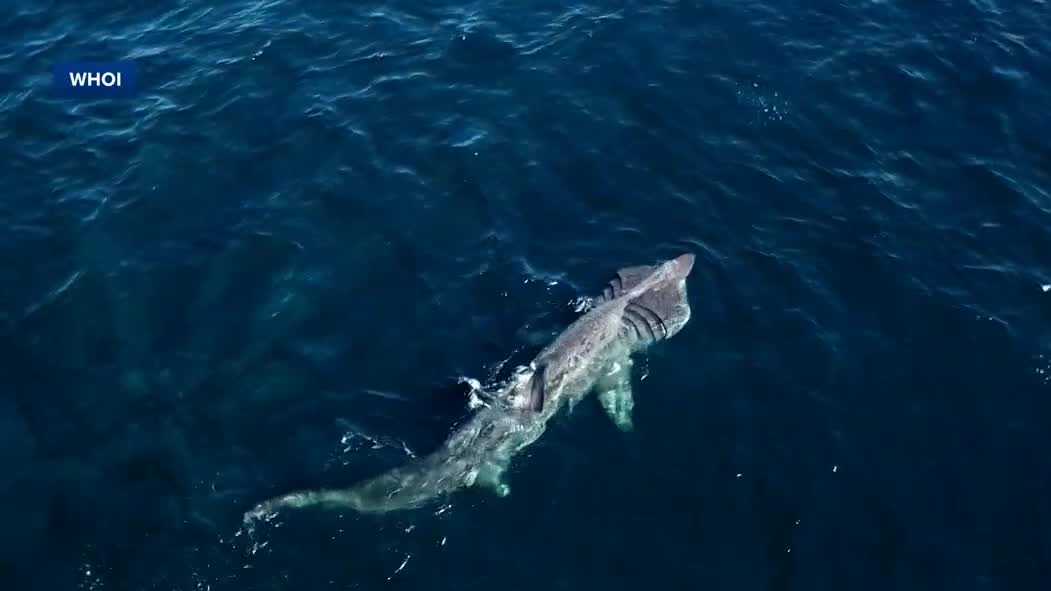 New research may help endangered basking sharks