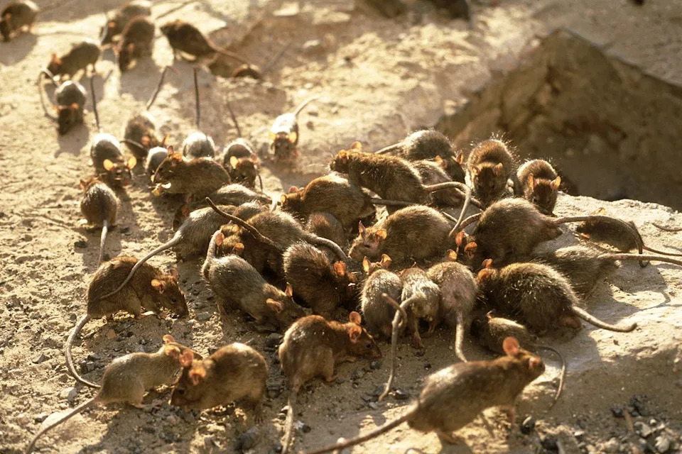 Rats.Credit: Getty