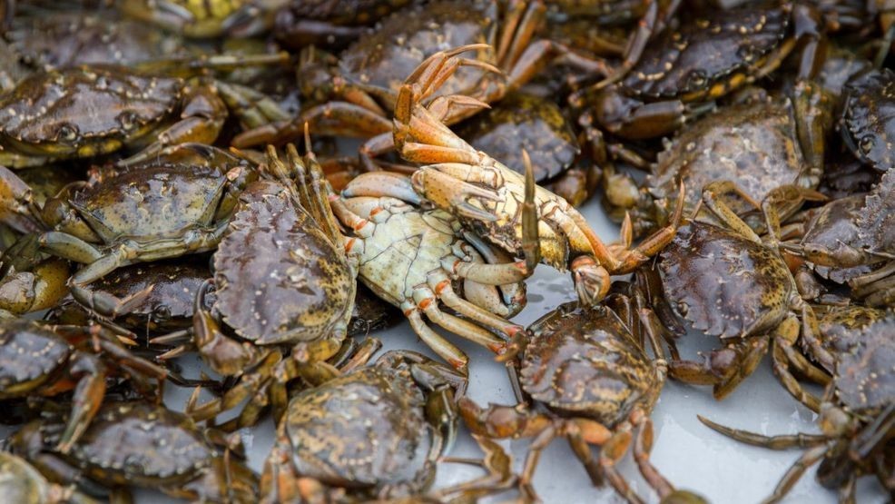 Green crabs continue to make an impact on Maine's natural habitat and native plants. (P. McAleenan)