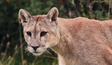 Indiana teen hears a rustle at grandparents' porch, turns, and locks eyes with a mountain lion