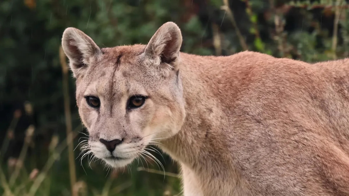 Indiana teen hears a rustle at grandparents' porch, turns, and locks eyes with a mountain lion