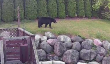 'Do you see that?' Bear spotted in Slinger neighborhood