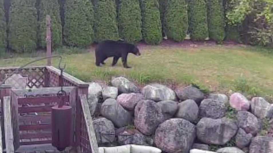 'Do you see that?' Bear spotted in Slinger neighborhood