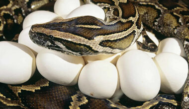 Why a Python Hid 20 Eggs Beneath a Florida Sidewalk