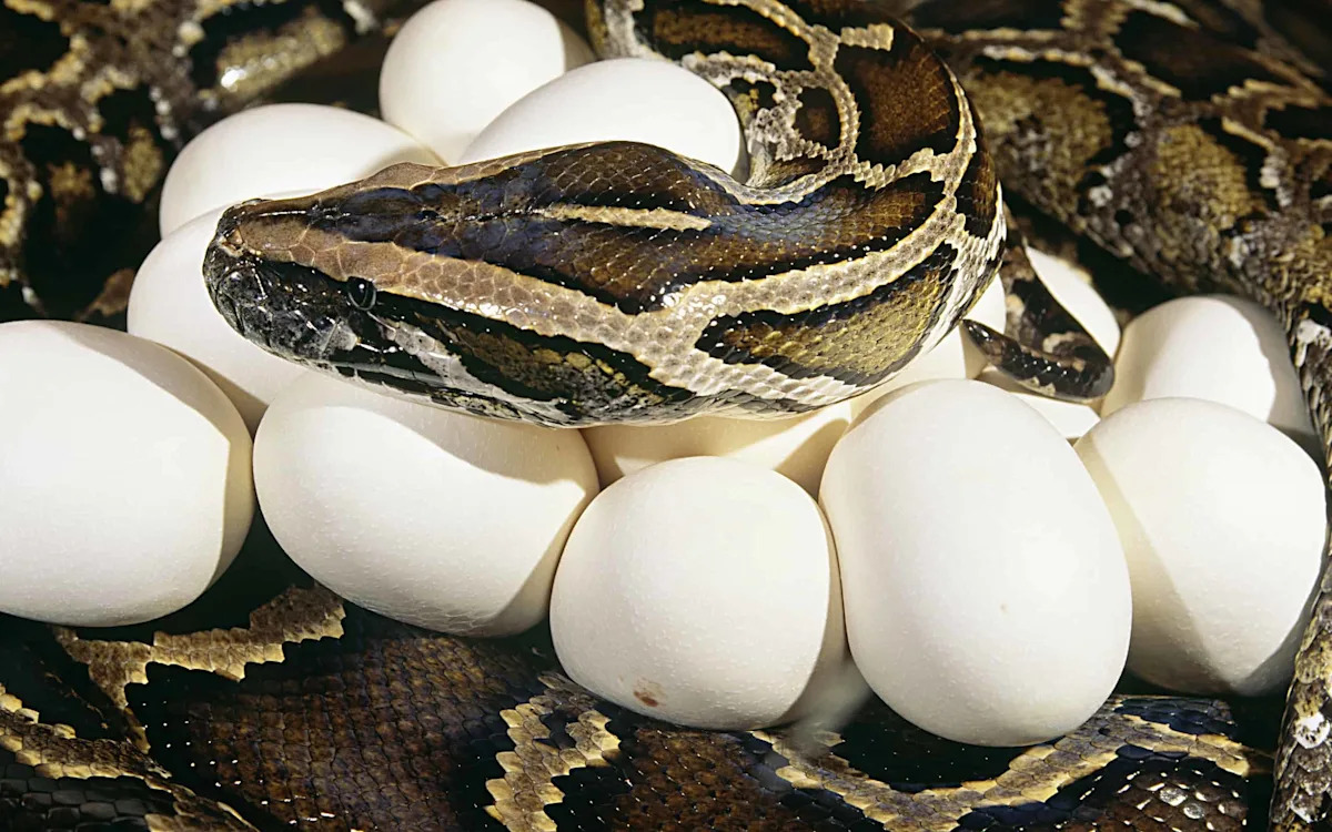 Why a Python Hid 20 Eggs Beneath a Florida Sidewalk