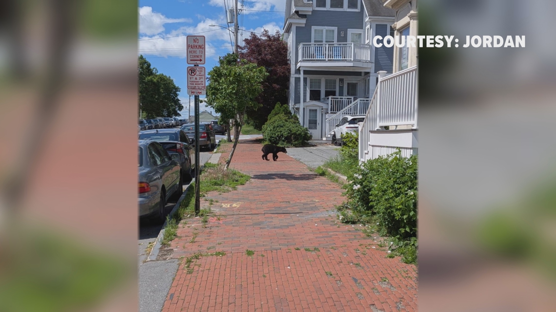 'It's a once-in-a-lifetime thing': Black bear safely removed after unexpected run through Portland