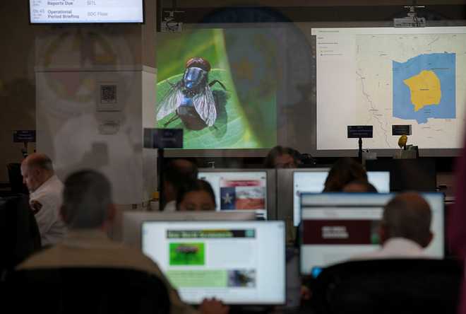 Screwworm AUSTIN, TEXAS - JUNE 5: Officials work at the State Operations Center during Texas' response to the New World Screwworm in Austin on Friday, June 5, 2026. (Jay Janner/The Austin American-Statesman via Getty Images)