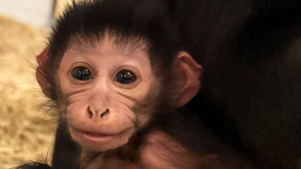 The birth is notable because black crested mangabeys are relatively uncommon in zoos. Photo via the Chattanooga Zoo.