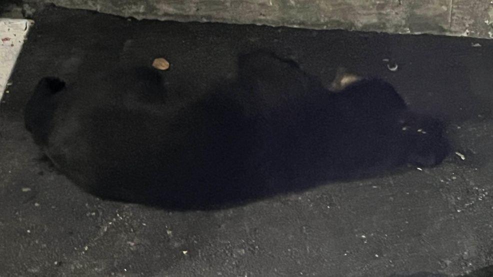 A bear is back in the wild after making the rounds in Portland's Old Port Friday. (Portland Police Department)