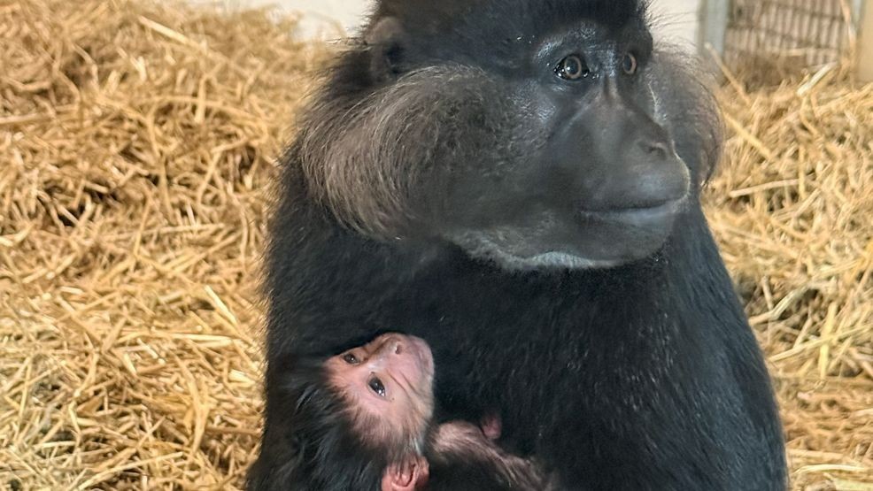 Suzy holding her newborn. Photo via the Chattanooga Zoo.