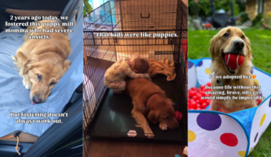 Mama Golden Retriever Rescued From Life in a Cage Thinks Little Kids Are Her Babies