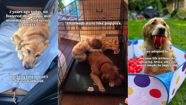 Mama Golden Retriever Rescued From Life in a Cage Thinks Little Kids Are Her Babies