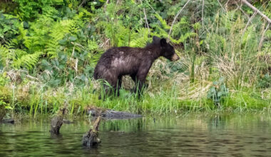 Young black bear swims from New Hampshire to Maine, and a harbormaster catches it on camera