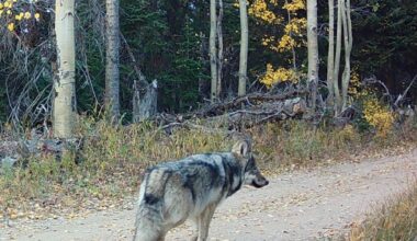 Colorado Parks and Wildlife kills ‘elusive’ wolf in Routt County tied to attacks on at least 22 sheep since 2025