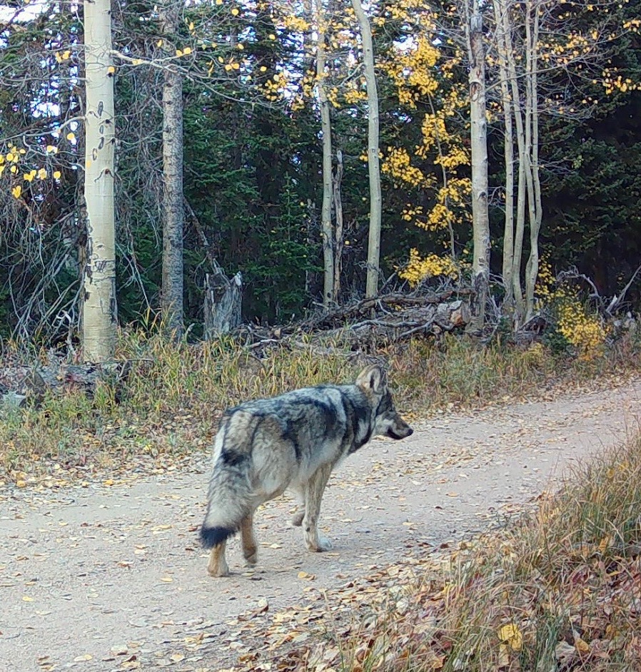 Colorado Parks and Wildlife kills ‘elusive’ wolf in Routt County tied to attacks on at least 22 sheep since 2025
