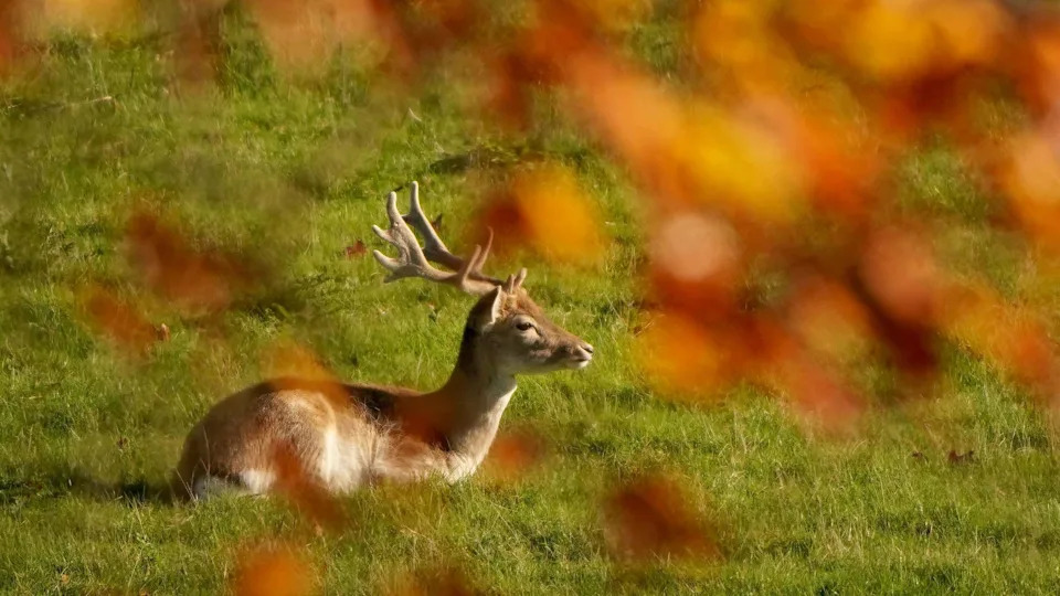 A fallow deer sits in the morning sunshine 