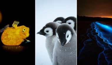 A collage of three images: a bright yellow fish, fluffy penguin chicks huddling in snow, and ocean waves glowing blue under a dark sky.