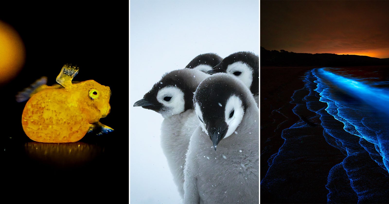 A collage of three images: a bright yellow fish, fluffy penguin chicks huddling in snow, and ocean waves glowing blue under a dark sky.