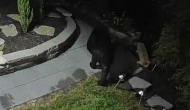Bear caught on camera strolling in Howard County neighborhood