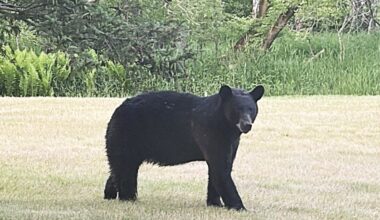Black Bear Moving Through Area