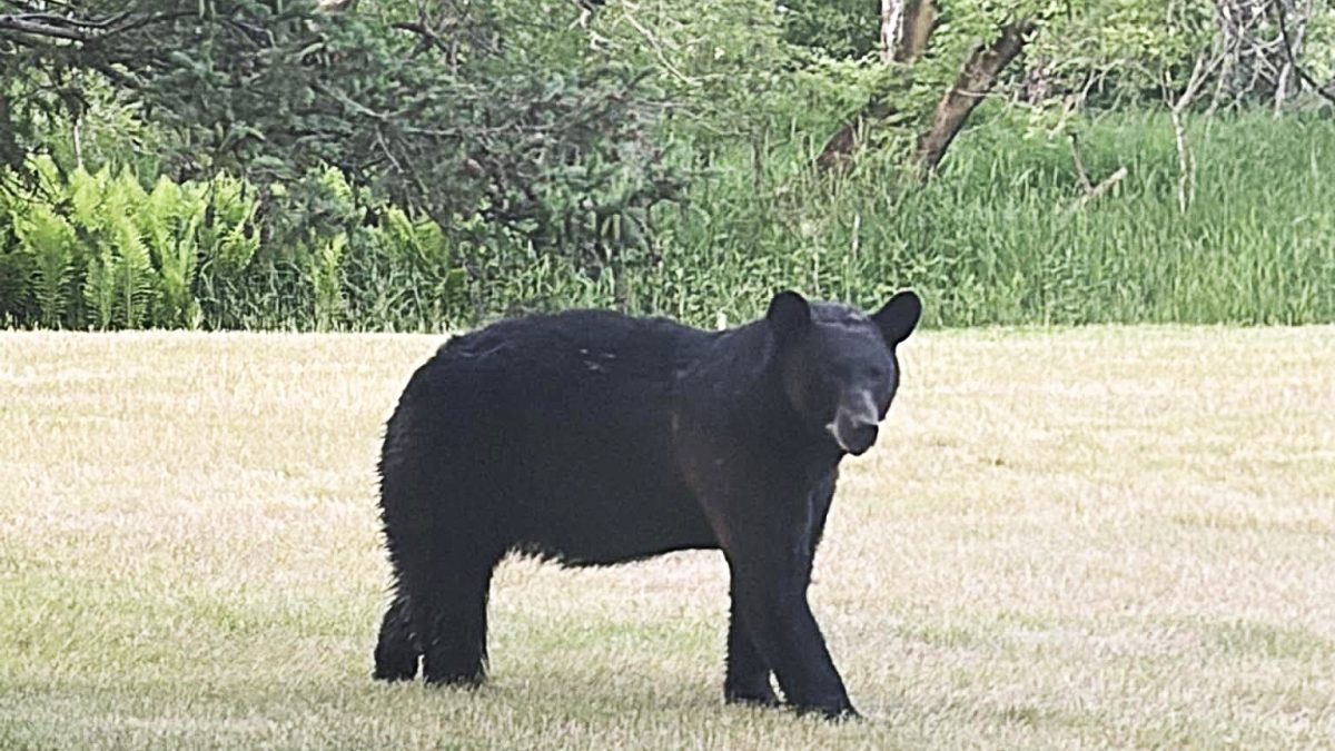 Black Bear Moving Through Area