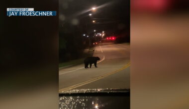 Confirmed black bear sightings in south Columbia