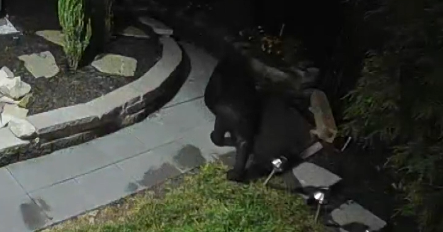 Bear caught on camera strolling in Howard County neighborhood