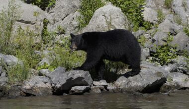 Black bear sightings in Allegheny County are not unusual this time of year