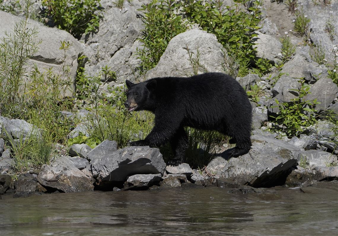 Black bear sightings in Allegheny County are not unusual this time of year