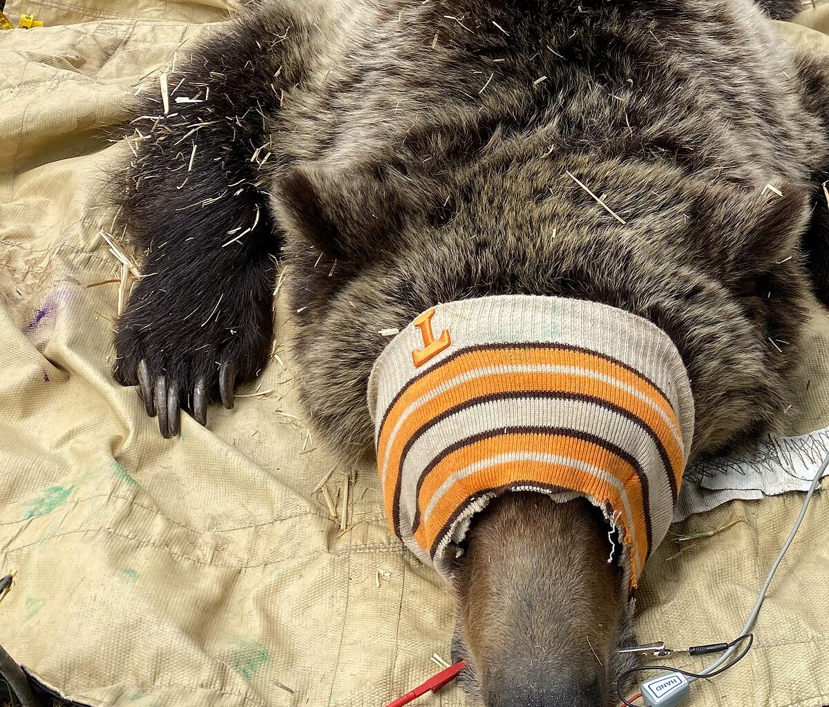 Fish and Game begins grizzly research trapping