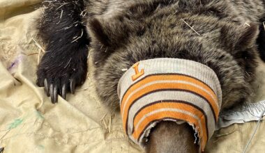 Fish and Game begins grizzly research trapping