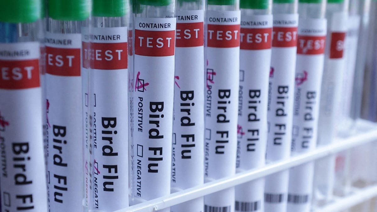 Test tubes labeled Bird Flu in a laboratory setting