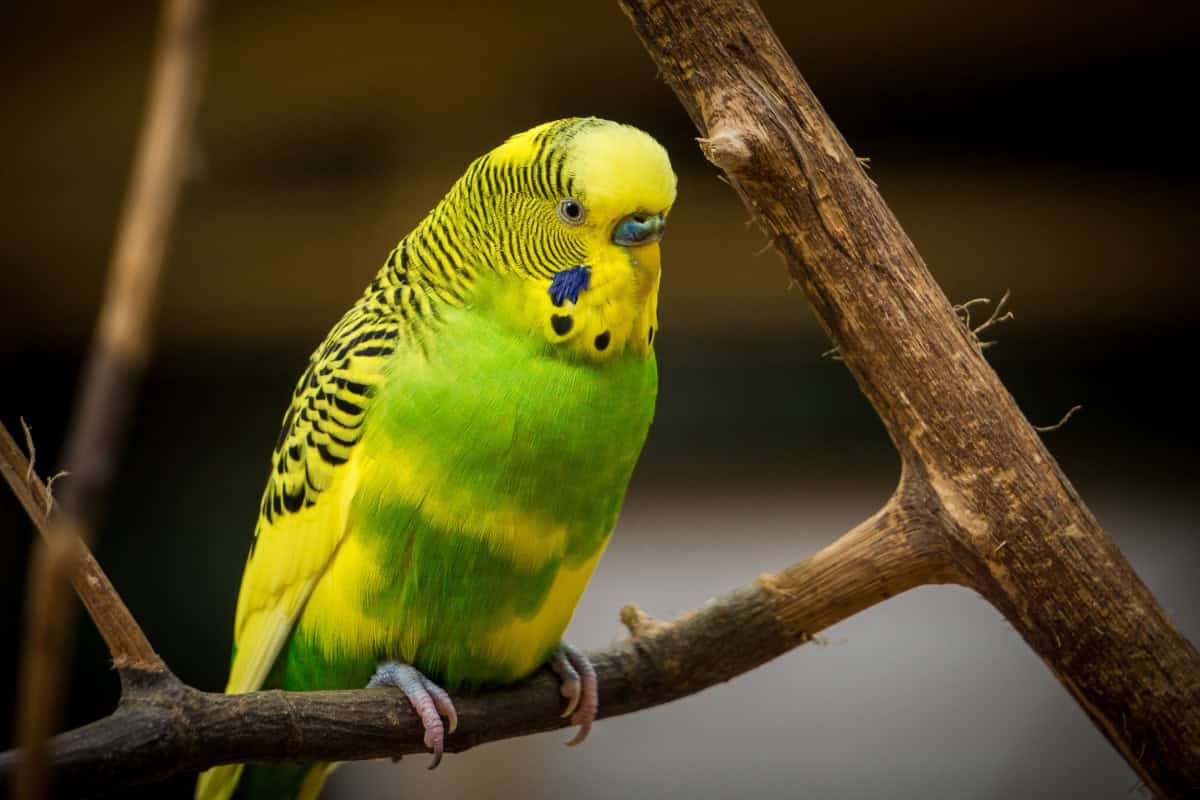 Birds Masturbate More Often Than We Thought and Scientists Say It's Completely Normal