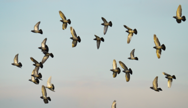 Seventy-three million years ago birds were nesting in the Arctic alongside dinosaurs and the same seasonal instinct that fills it every spring was already working then