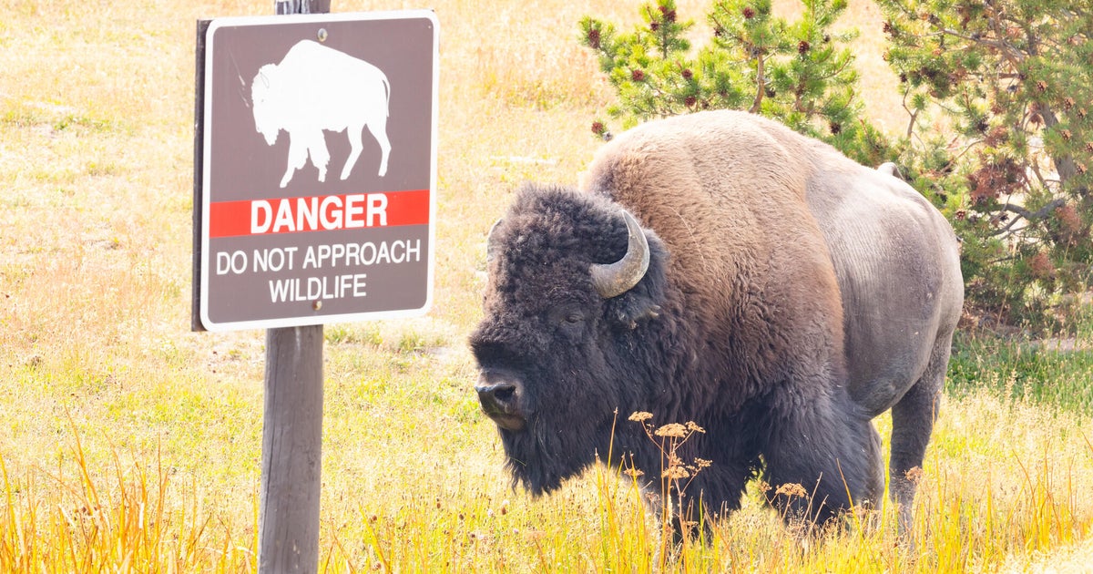 12-year-old visitor injured by bison at Yellowstone National Park