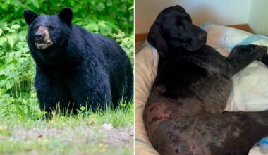 Alaska woman shoots black bear with pistol to save dog on remote trail