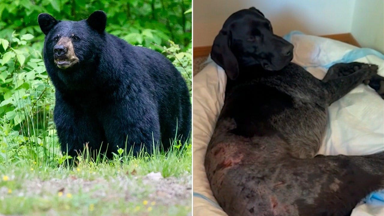 Alaska woman shoots black bear with pistol to save dog on remote trail