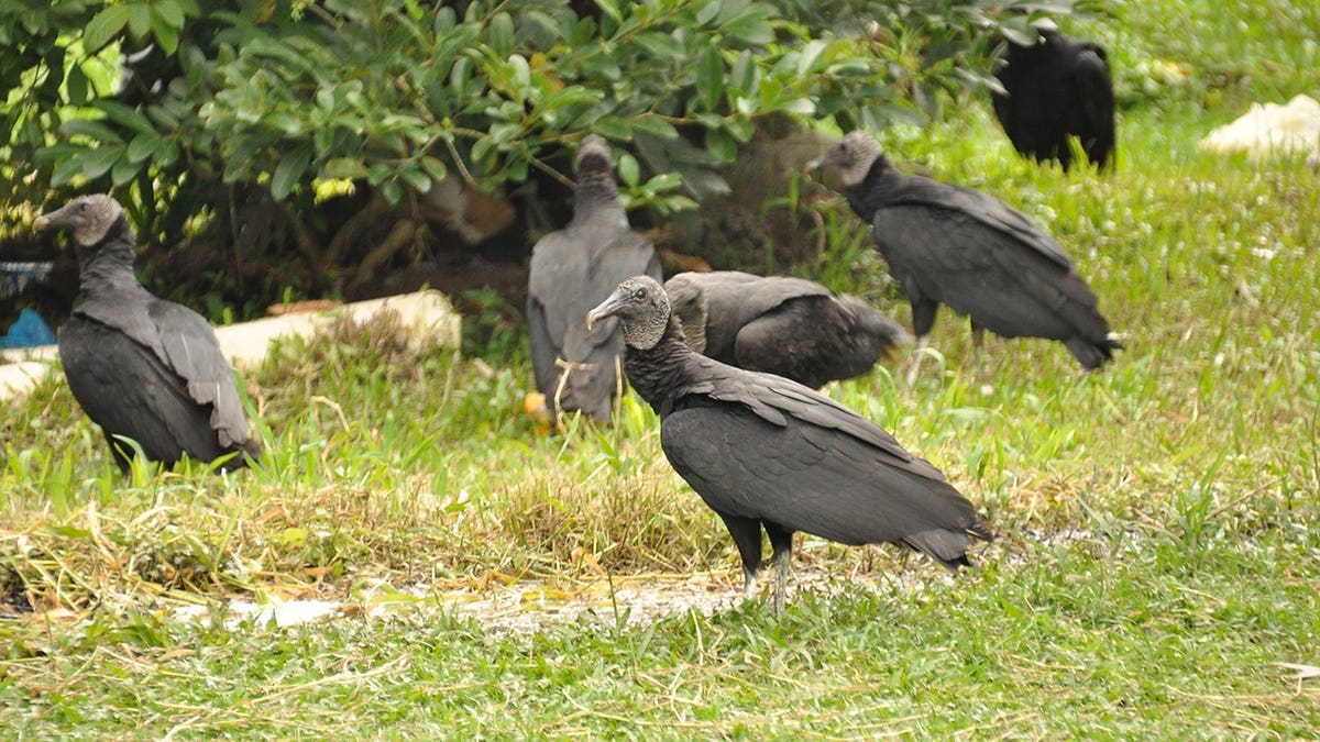 Black vulture eating carrion on grass.