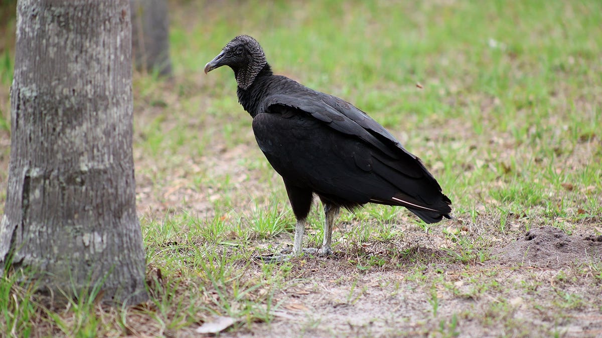 Black vulture with left eye open standing on grass