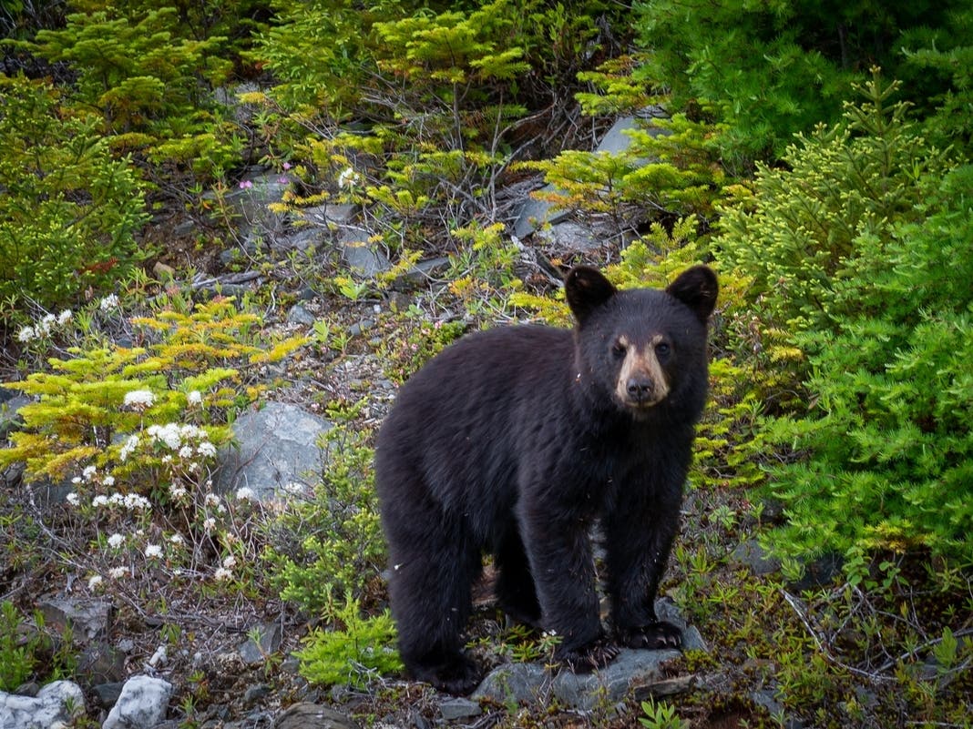 Watch: 5 Orphaned Bear Cubs Survive Winter, Released In NorCal