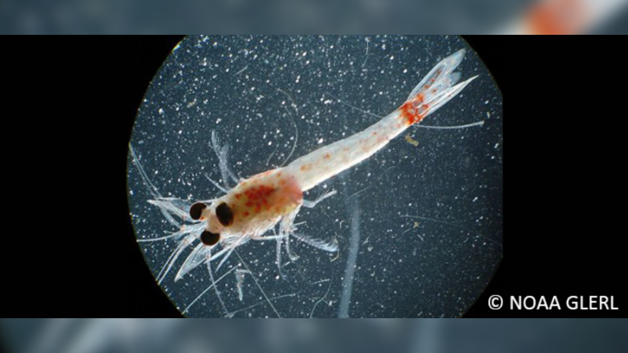 Invasive shrimp species spreads to Lake Superior, completes Great Lakes takeover, study says