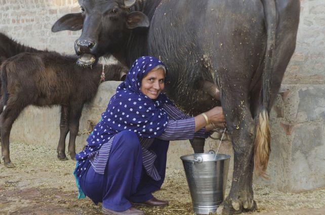 Woman milking a Water Buffalo (Bubalus Bubalis), Sonipat, Haryana, India