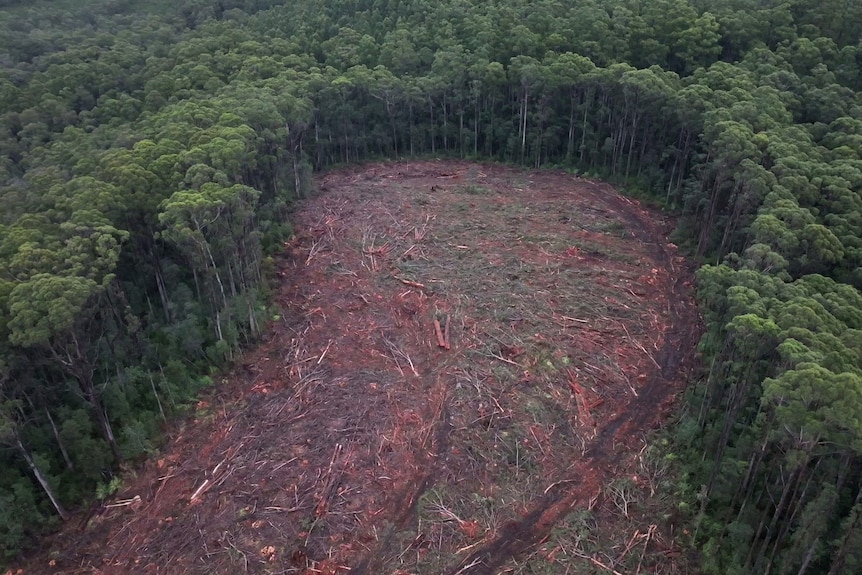 An aerial photo of a large cleared area surrounded by tall, thick forest. The cleared area is littered with felled trees.