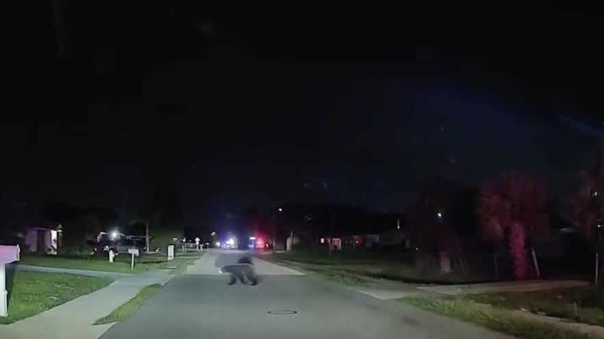 FMPD and FWC on the hunt for a bear in Fort Myers