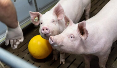 In a first, human receives multiple pig organs