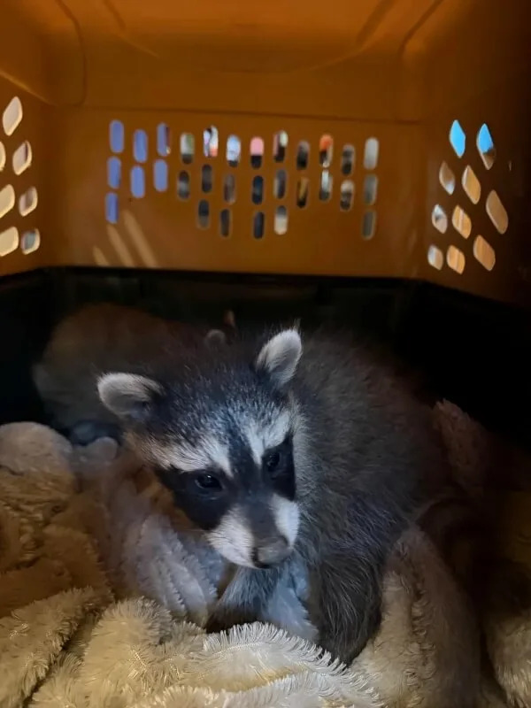 A close-up of a baby raccoon on a blanket.