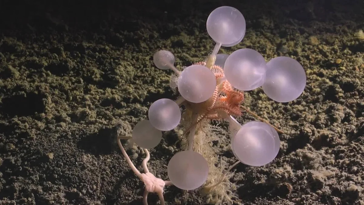 Newly discovered 'death-ball sponge' lurking 2 miles down snags prey with Velcro-like hooks